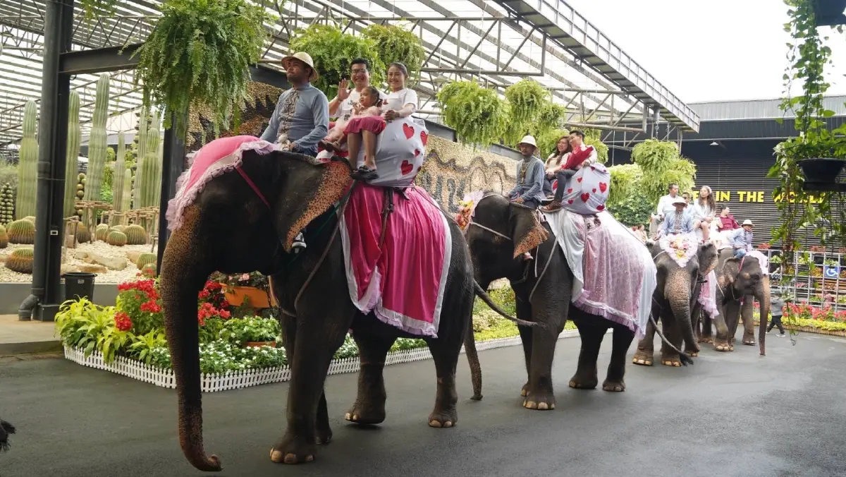 วาเลนไทน์บนหลังช้าง! สวนนงนุชพัทยาจัดจดทะเบียนสมรส 9 คู่