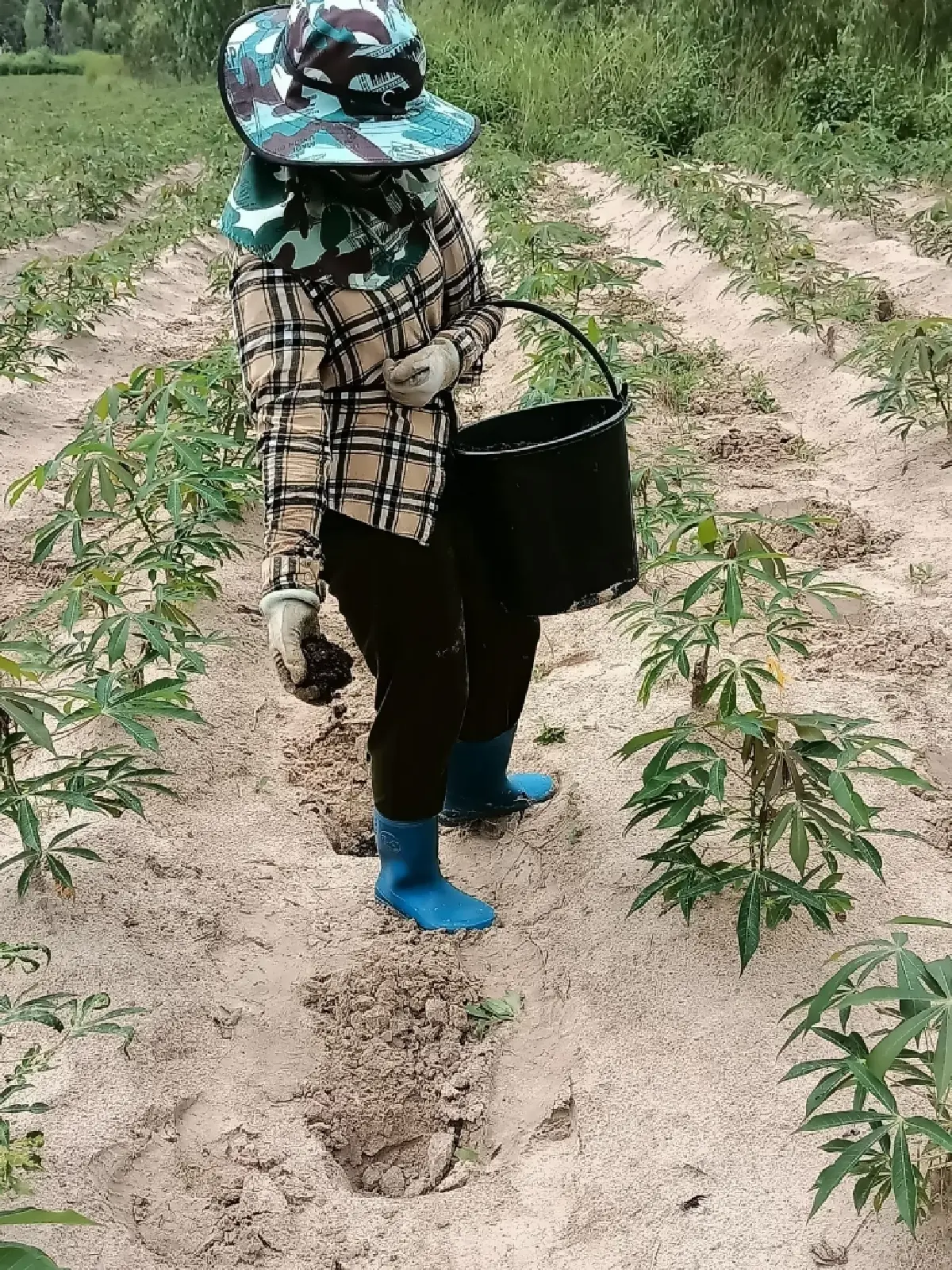 เกษตรฯ ปลื้มแปลงใหญ่มันสำปะหลังร้อยเอ็ด รายได้พุ่ง 80% ต้นแบบเกษตรมูลค่าสูง