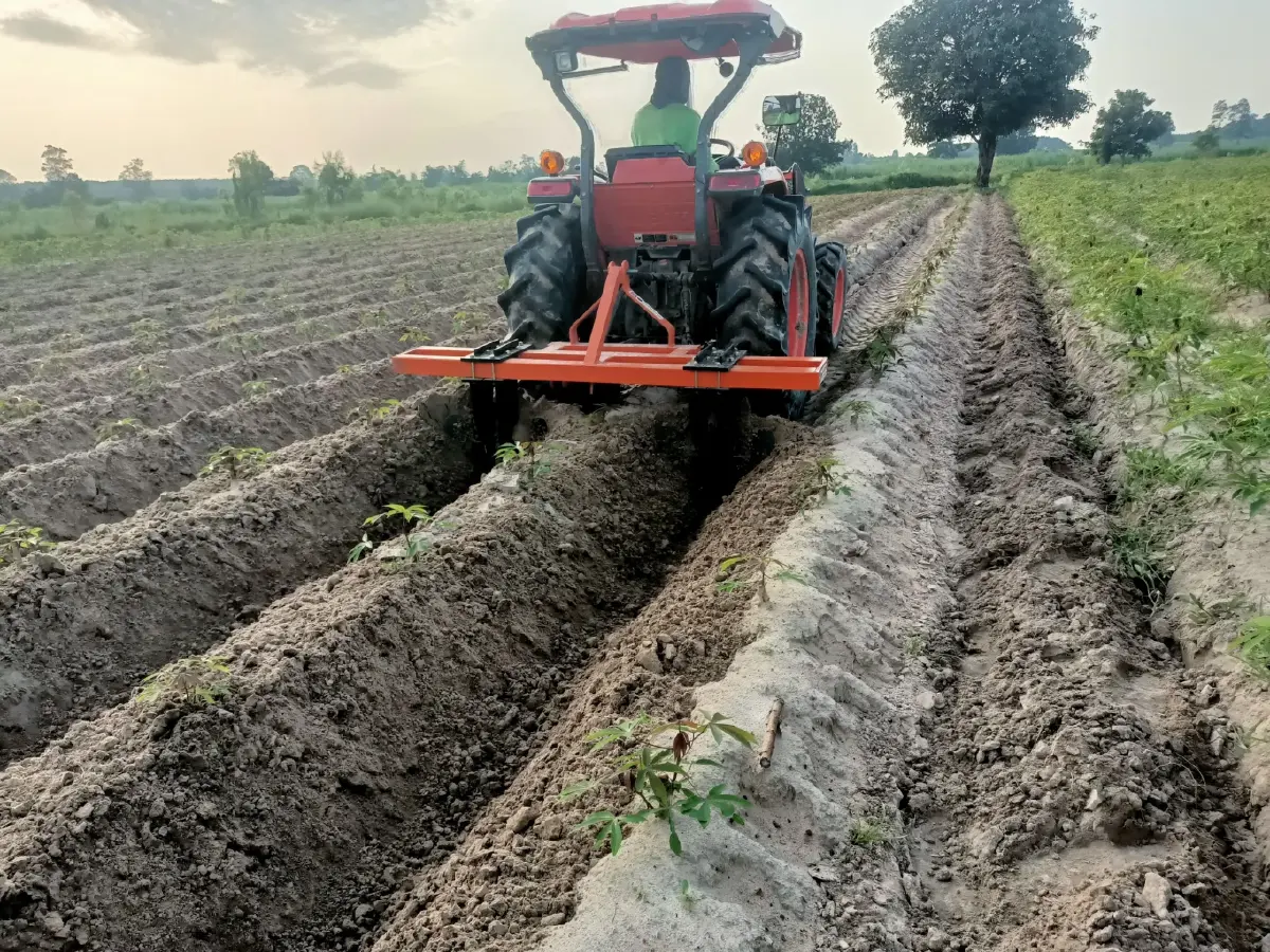 เกษตรฯ ปลื้มแปลงใหญ่มันสำปะหลังร้อยเอ็ด รายได้พุ่ง 80% ต้นแบบเกษตรมูลค่าสูง