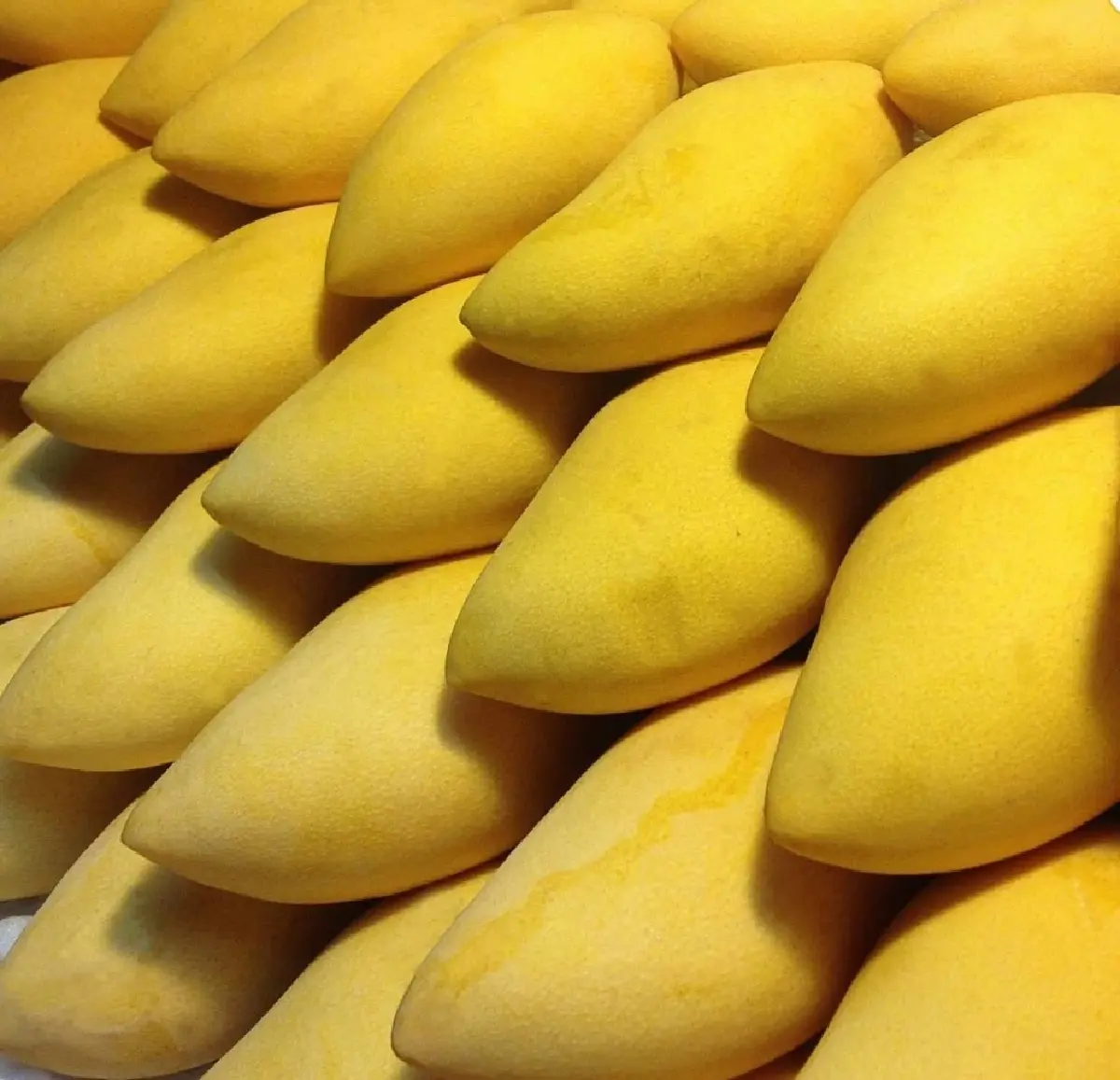 เปิด Top 5 มะม่วง GI ยอดขายสูงสุด “น้ำดอกไม้สีทอง พิษณุโลก” ครองแชมป์