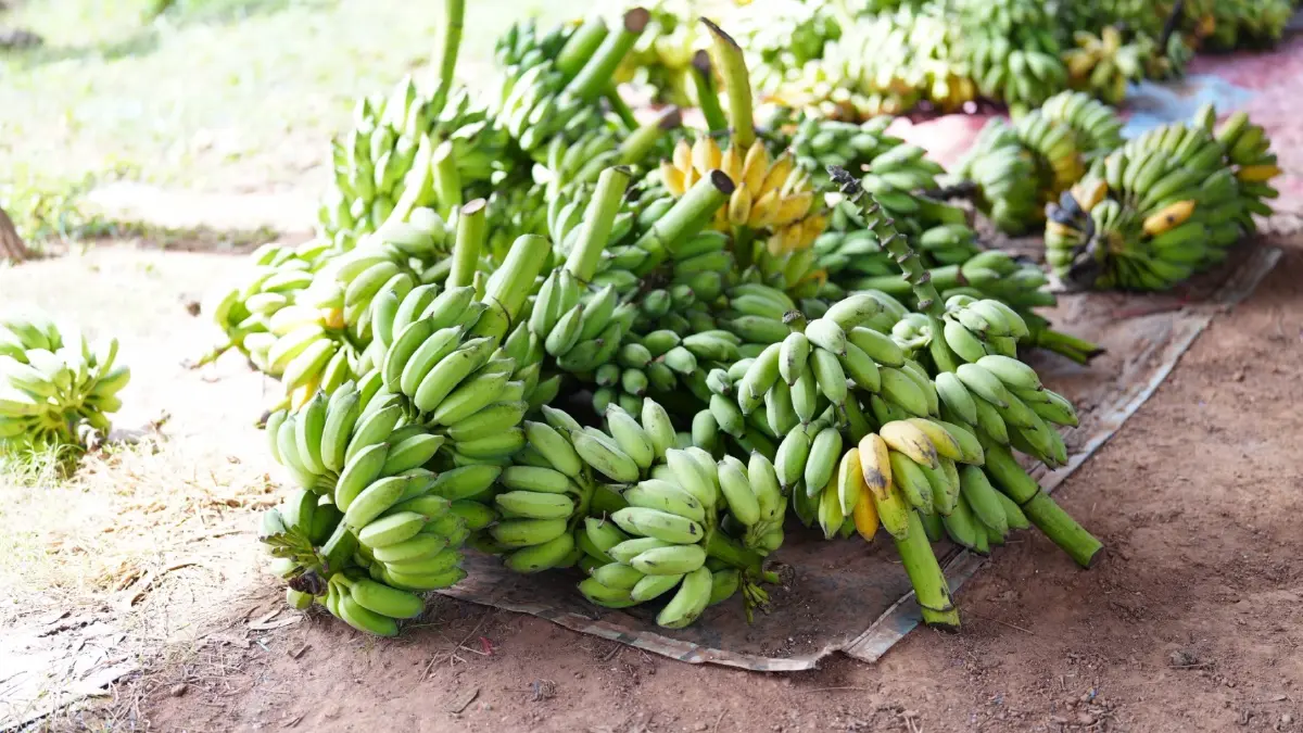 เรื่องกล้วยๆ เมื่อ “ใบตอง คือ ใบเงิน” ตู้ ATM หน้าบ้านของชาวนครพนม