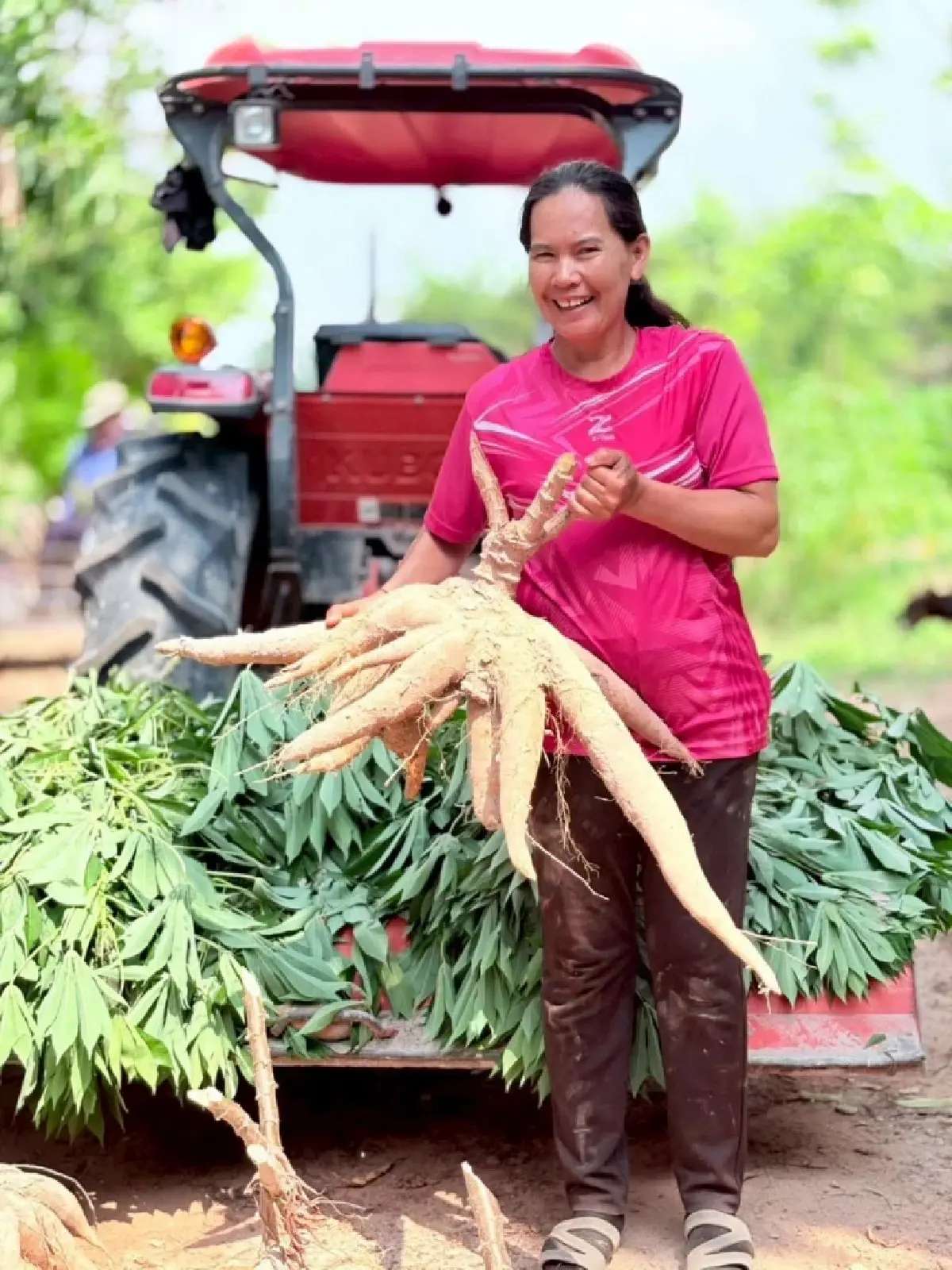 เกษตรฯ ปลื้มแปลงใหญ่มันสำปะหลังร้อยเอ็ด รายได้พุ่ง 80% ต้นแบบเกษตรมูลค่าสูง