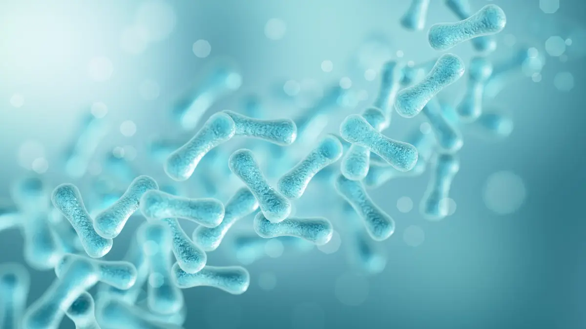 ภาพจำลองโพรไบโอติก