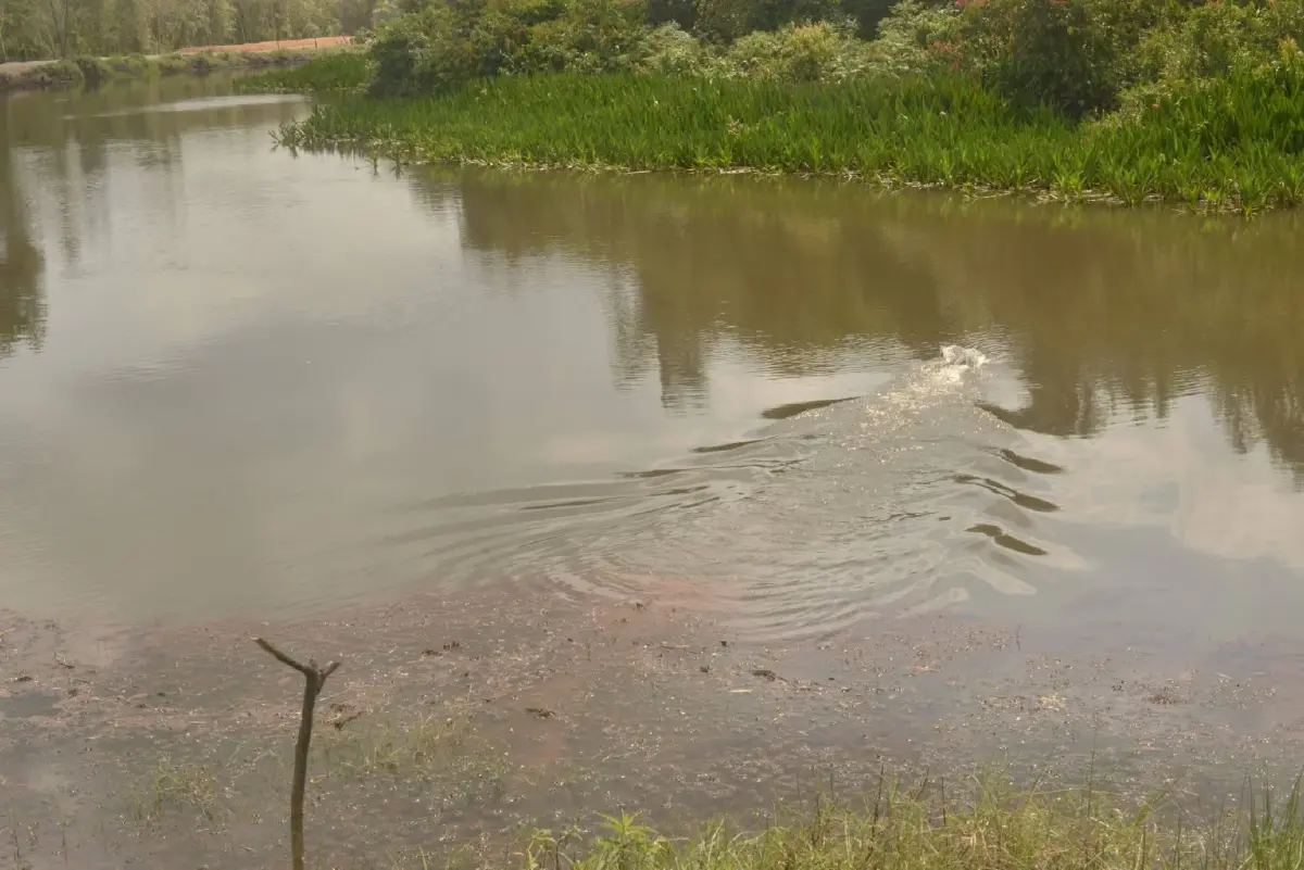 ยืนยัน! พบ “ตะโขง” จริงที่ตากใบ หลังเคยเชื่อว่าสูญพันธุ์ไปแล้ว