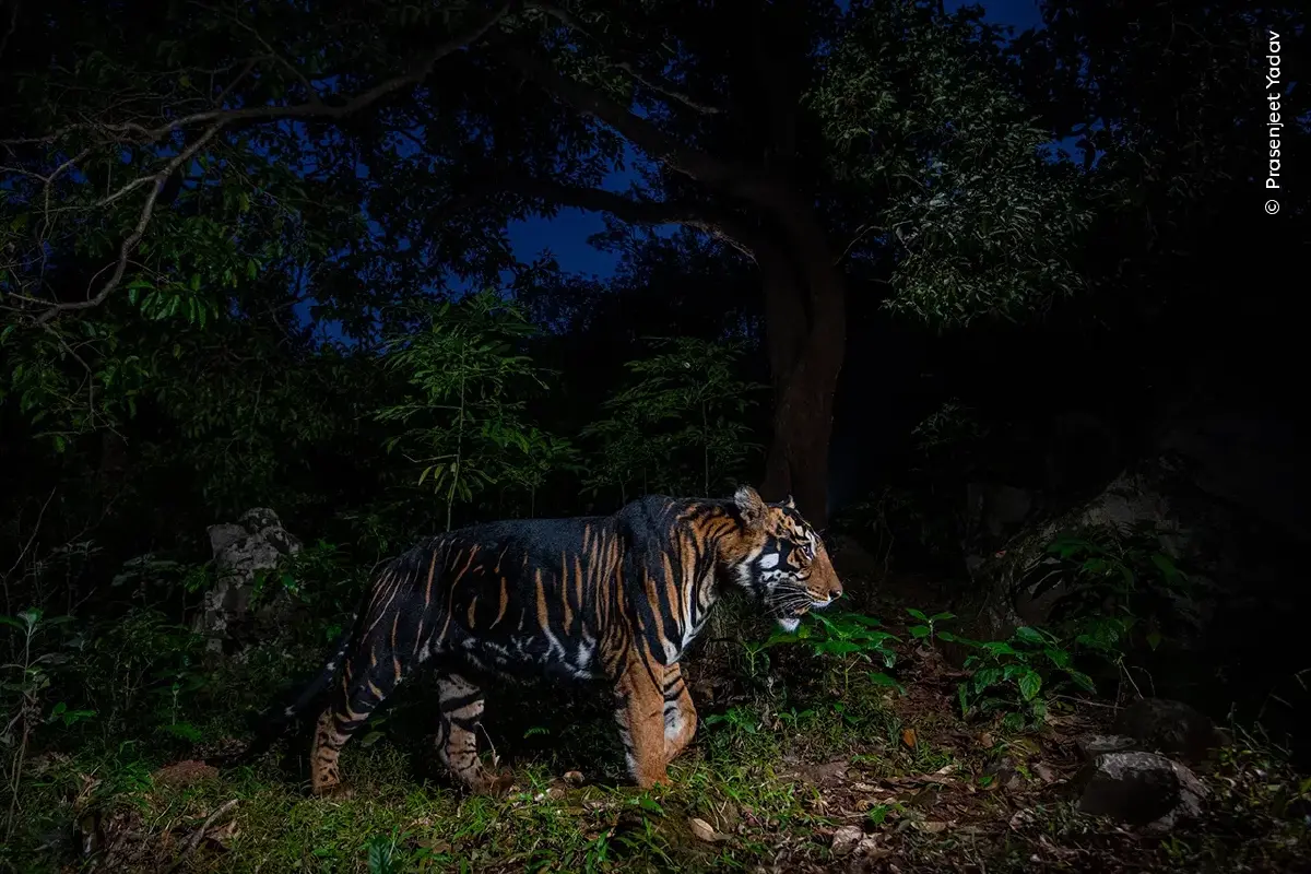 เสือโคร่งลายพาดกลอนหายาก กำลังเดินตระเวนไปตามเขตสงวนพันธุ์เสือในอินเดีย