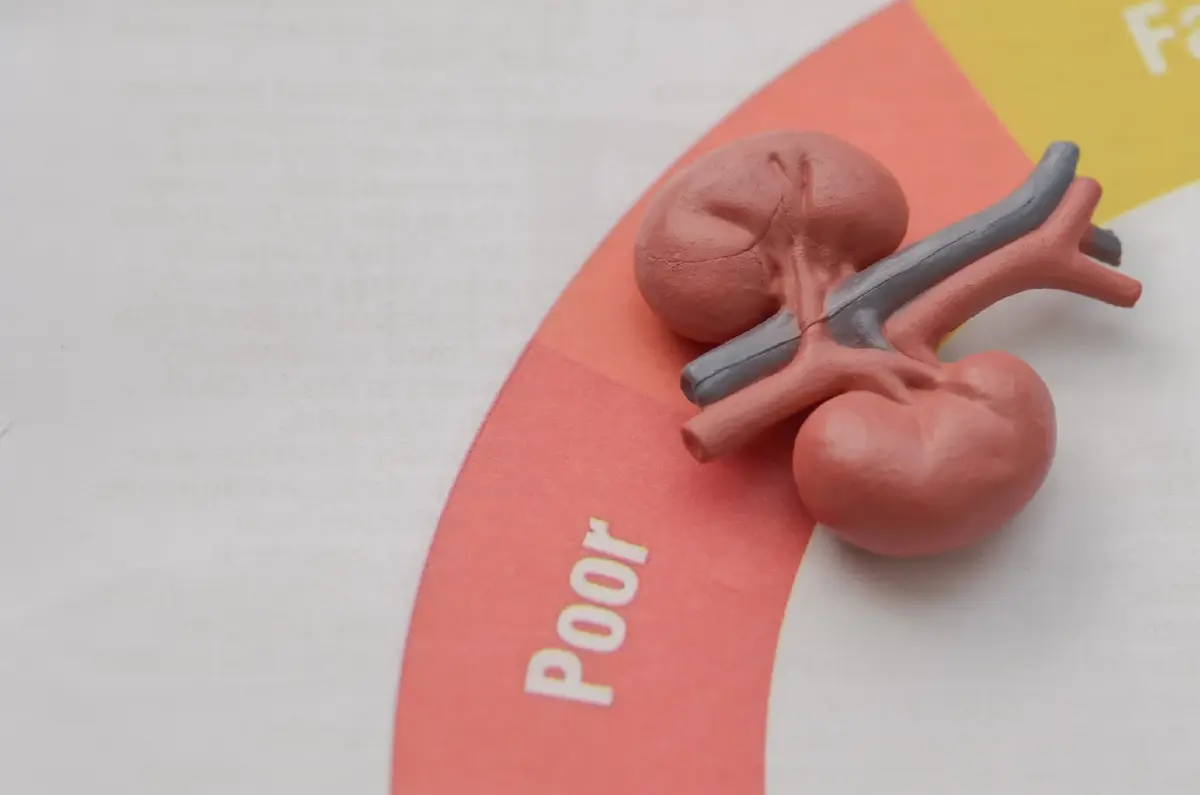 นักวิจัยจุฬาฯ เจ๋ง! ค้นพบ โพรไบโอติก “แอล34”  ลดการอักเสบในผู้ป่วยไตเรื้อรังได้!