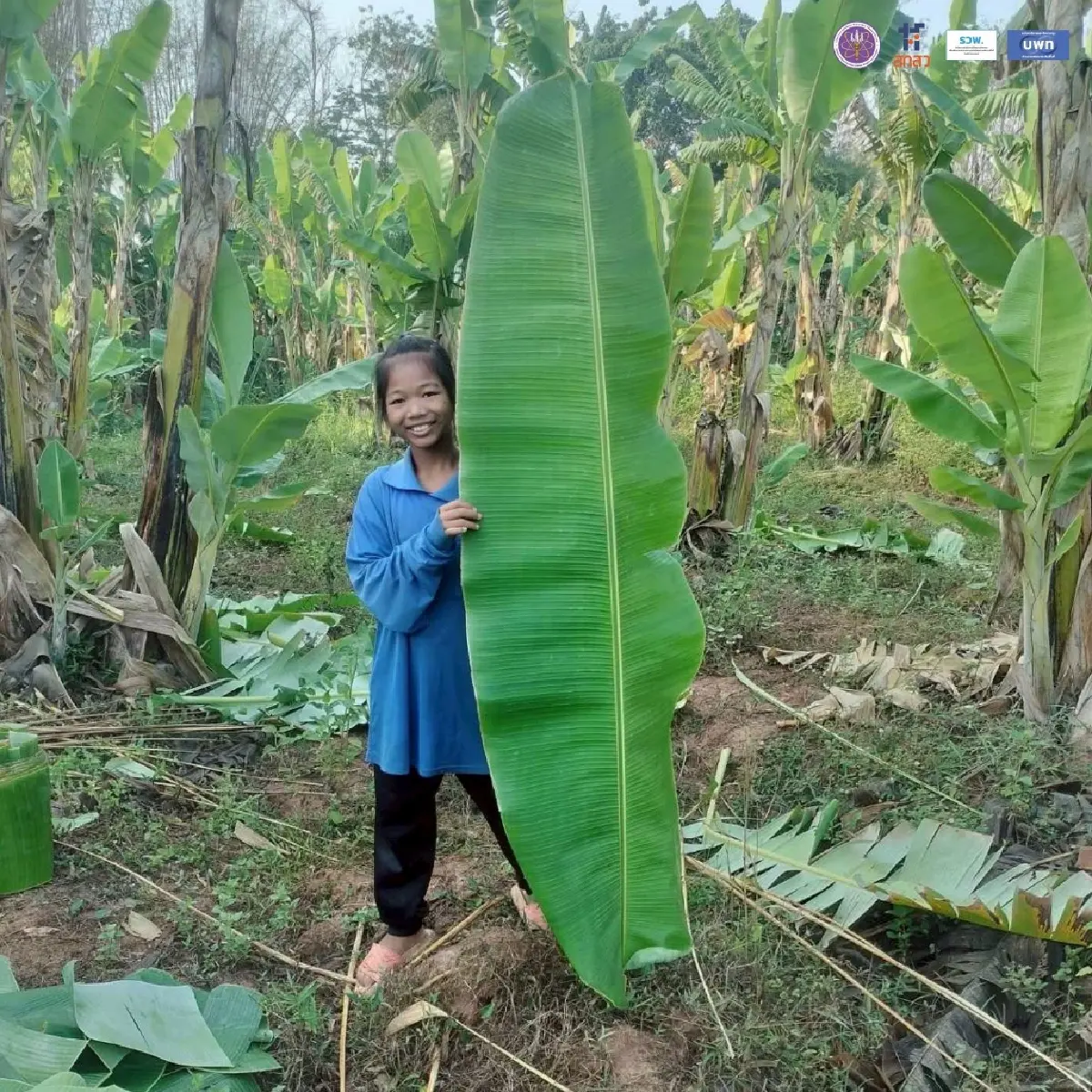 เรื่องกล้วยๆ เมื่อ “ใบตอง คือ ใบเงิน” ตู้ ATM หน้าบ้านของชาวนครพนม