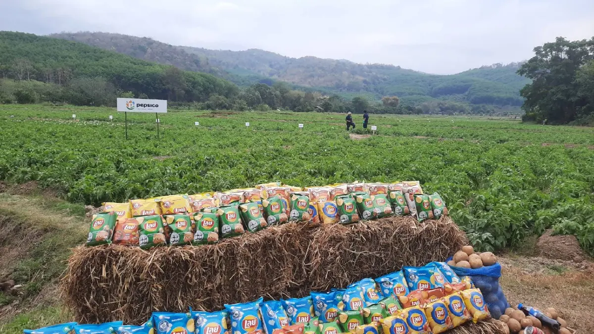 เจาะโมเดลเกษตรพันธสัญญา! "เป๊ปซี่โค" พลิกชีวิตเกษตรกรไทย ลุยมันฝรั่งยั่งยืนกว่าแสนตัน