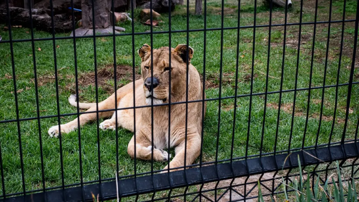 โพลโลกชี้ 70% นักท่องเที่ยวอาจเลี่ยงแอฟริกาใต้ หากฟื้นฟูฟาร์มสิงโตในกรง