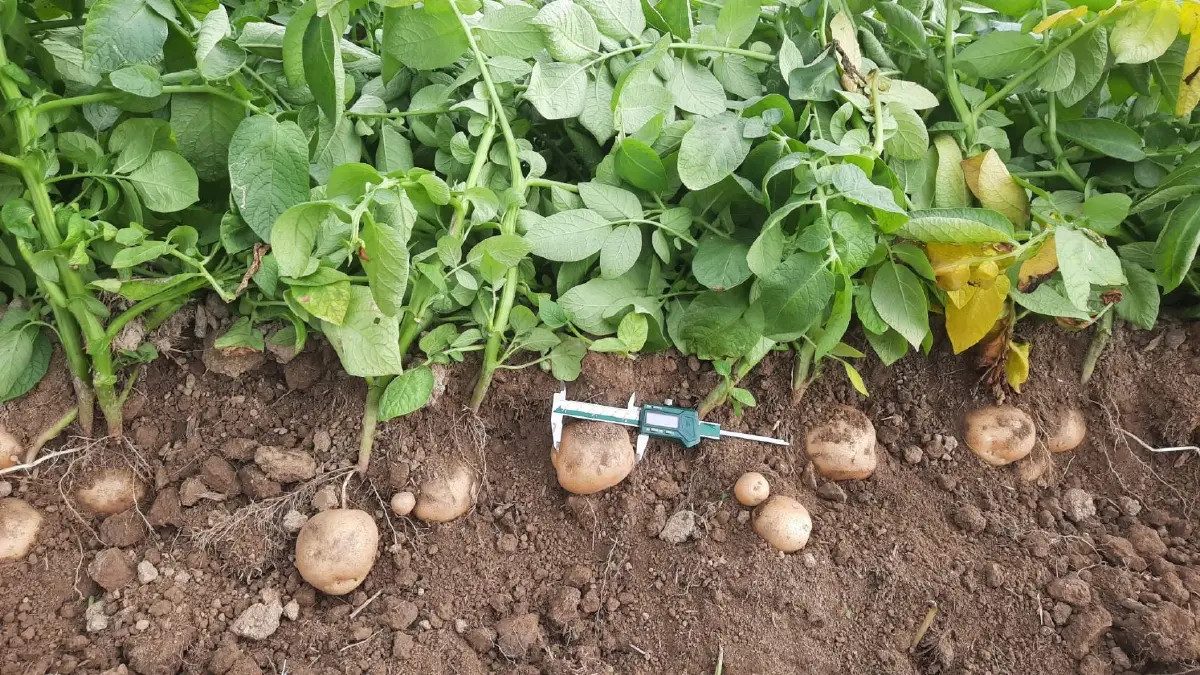 เจาะโมเดลเกษตรพันธสัญญา! "เป๊ปซี่โค" พลิกชีวิตเกษตรกรไทย ลุยมันฝรั่งยั่งยืนกว่าแสนตัน