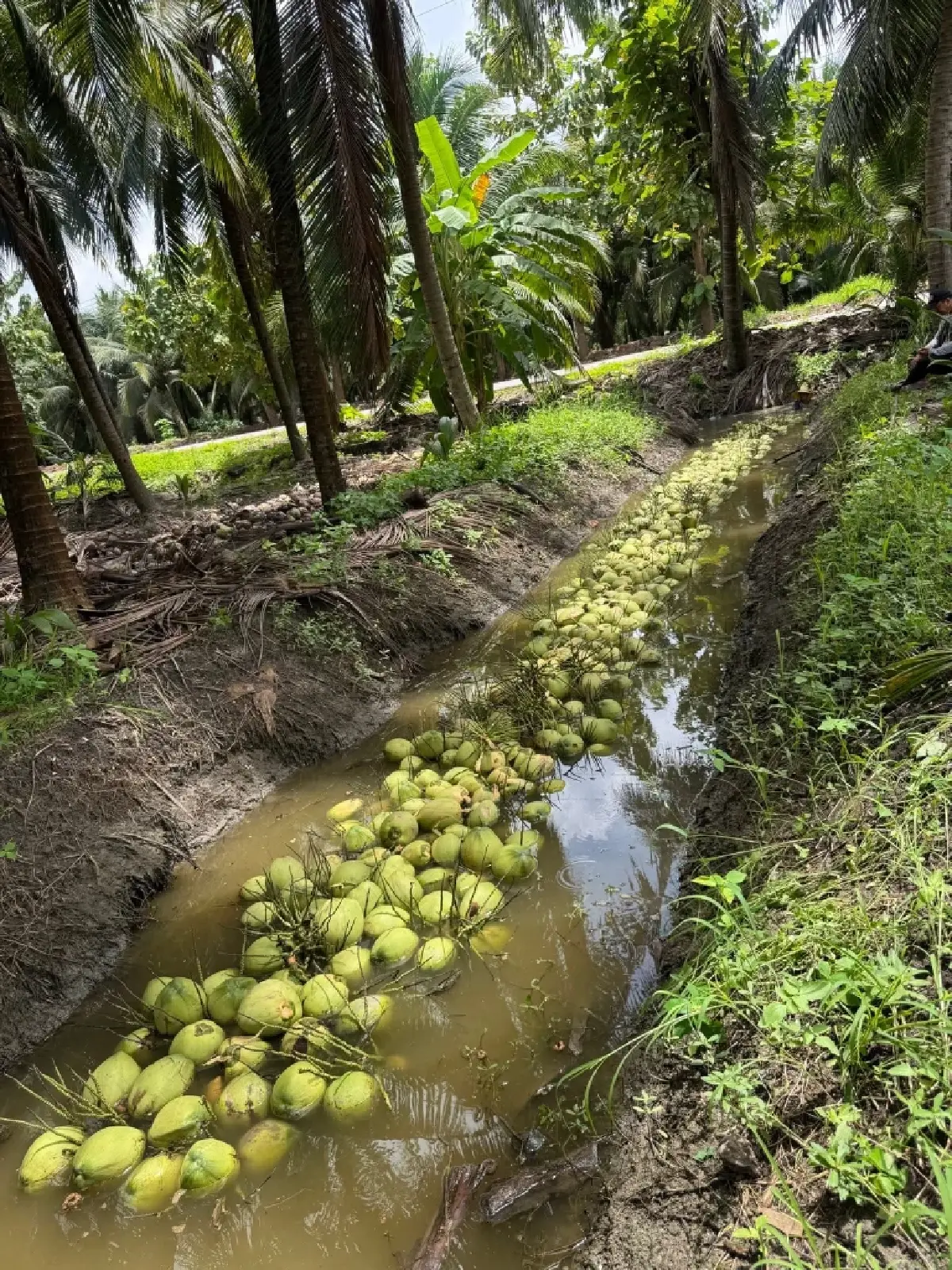 สหกรณ์ฯ มะพร้าวน้ำหอมแปลงใหญ่วัดเพลง ต้นแบบความสำเร็จที่ยึดหลัก "ช่วยสมาชิกโดยไม่หวังผลกำไร"