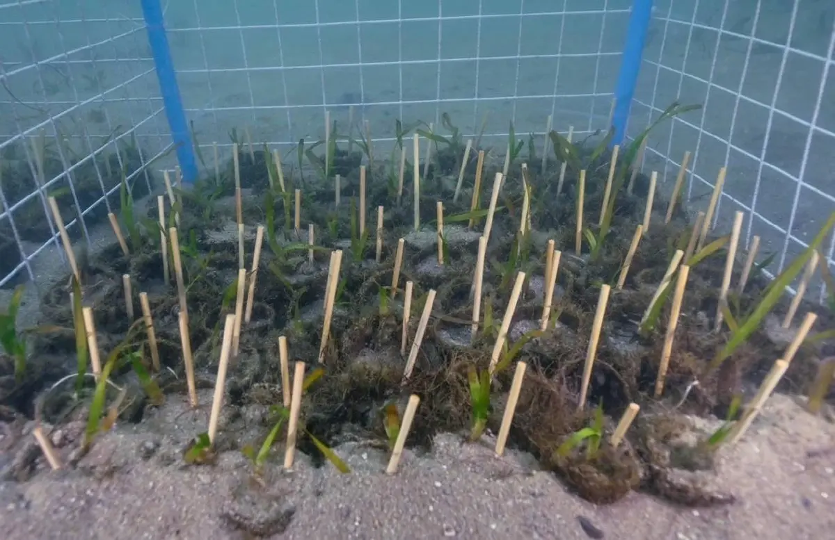 รู้จัก “แคลร์ ณริดา จรณะจิตต์” เยาวชนต้นแบบสร้างความหวังสู่เวทีโลก