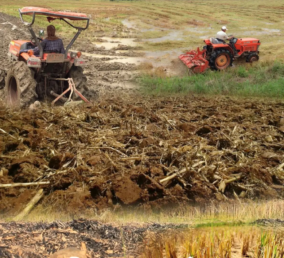 กรมส่งเสริมการเกษตรแนะปุ๋ย 4 ถูก ลดต้นทุนสู้ราคาแพงเพิ่มผลผลิต