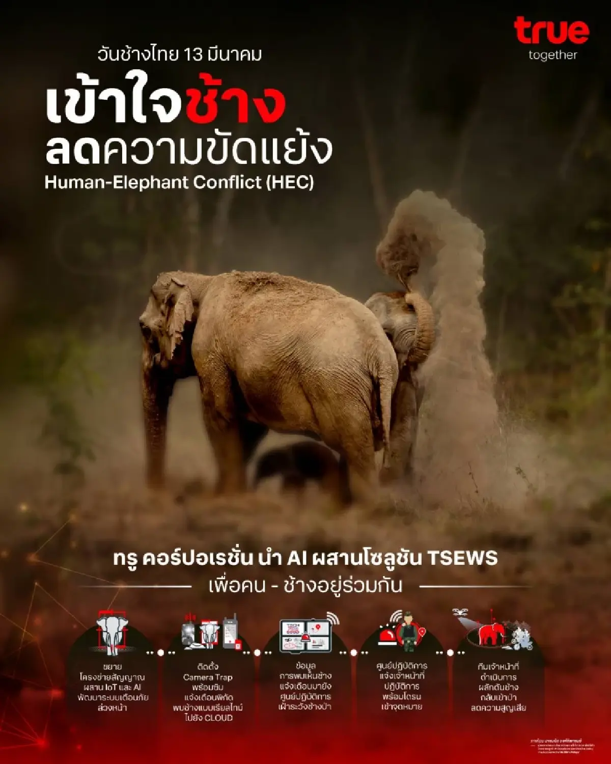 ทรูนำ AI ผสาน TSEWS ปกป้องช้างไทยลดขัดแย้งคนและป่าอย่างยั่งยืน