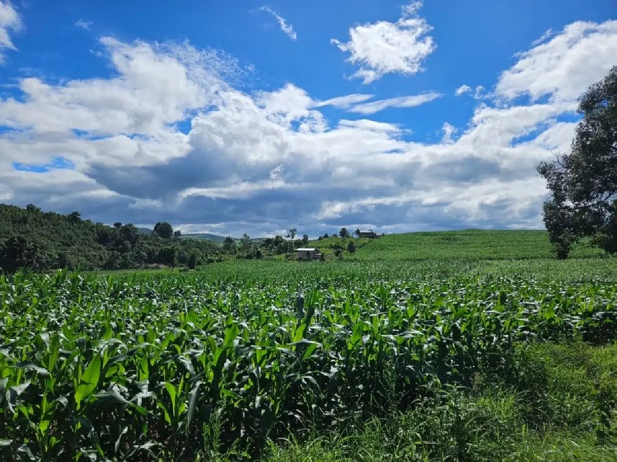 ซีพีเดินหน้าเกษตรยั่งยืน ลดเผา–ลดคาร์บอน ใช้ Traceability สู้ PM2.5