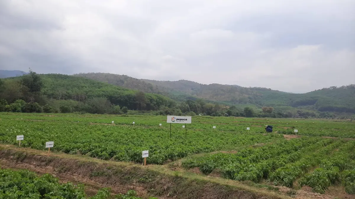 เจาะโมเดลเกษตรพันธสัญญา! "เป๊ปซี่โค" พลิกชีวิตเกษตรกรไทย ลุยมันฝรั่งยั่งยืนกว่าแสนตัน