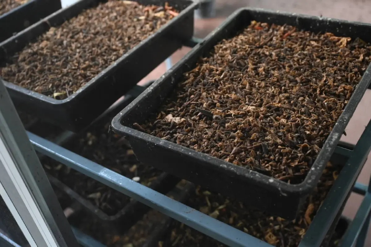 เปลี่ยนขยะเป็นทองด้วยนวัตกรรม BSF “น้ำมันพืชกุ๊ก” ปั้น 3 โรงเรียนต้นแบบ