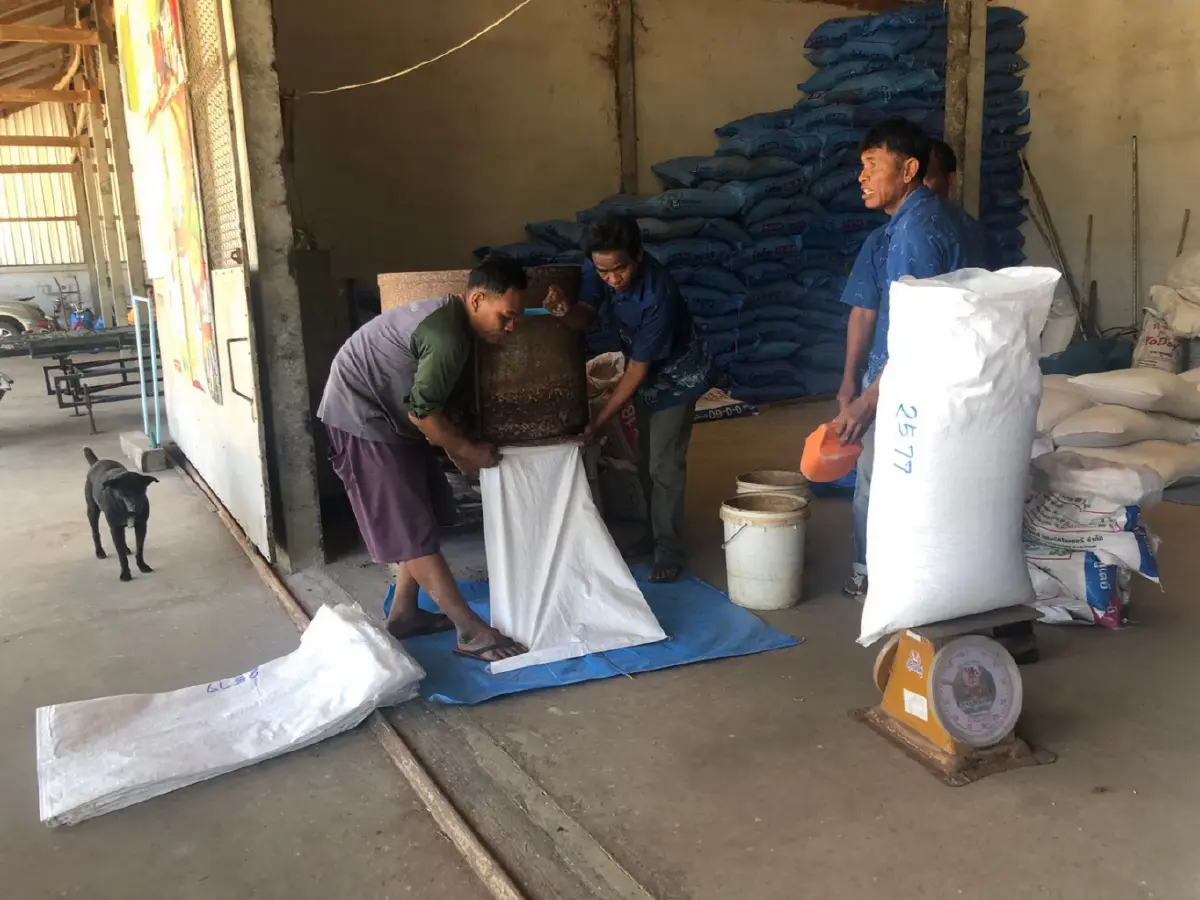 กรมส่งเสริมการเกษตรแนะปุ๋ย 4 ถูก ลดต้นทุนสู้ราคาแพงเพิ่มผลผลิต