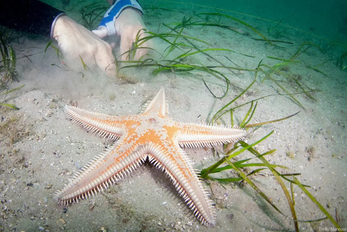 "ไทยยูเนี่ยน" เดินหน้าโครงการฟื้นฟูหญ้าทะเลในอิตาลี ภายใต้ SeaChange®2030