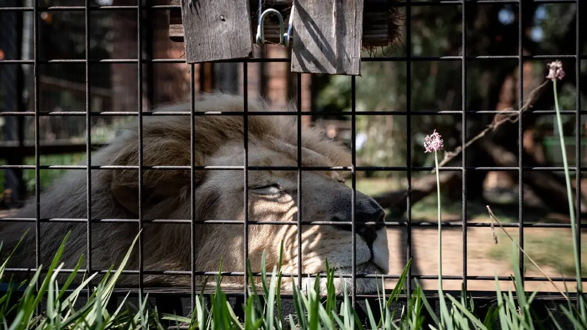 โพลโลกชี้ 70% นักท่องเที่ยวอาจเลี่ยงแอฟริกาใต้ หากฟื้นฟูฟาร์มสิงโตในกรง