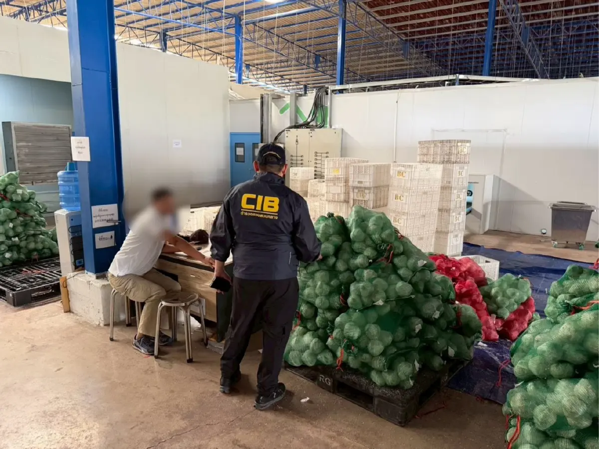 ทลาย 8 ล้งมะพร้าวนอมินีจีน สวมสิทธิ์คนไทยกดราคาเกษตรกรราชบุรี