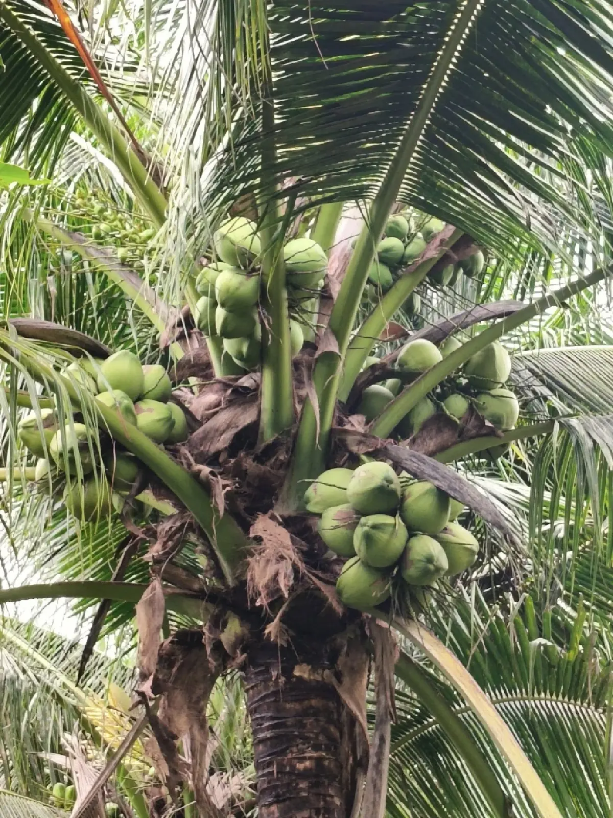สหกรณ์ฯ มะพร้าวน้ำหอมแปลงใหญ่วัดเพลง ต้นแบบความสำเร็จที่ยึดหลัก "ช่วยสมาชิกโดยไม่หวังผลกำไร"
