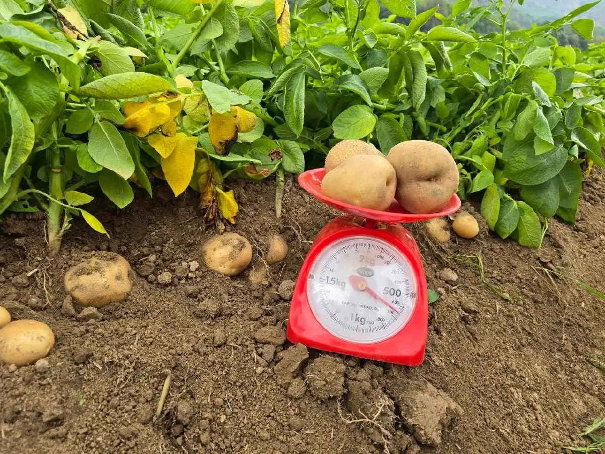 เจาะโมเดลเกษตรพันธสัญญา! "เป๊ปซี่โค" พลิกชีวิตเกษตรกรไทย ลุยมันฝรั่งยั่งยืนกว่าแสนตัน