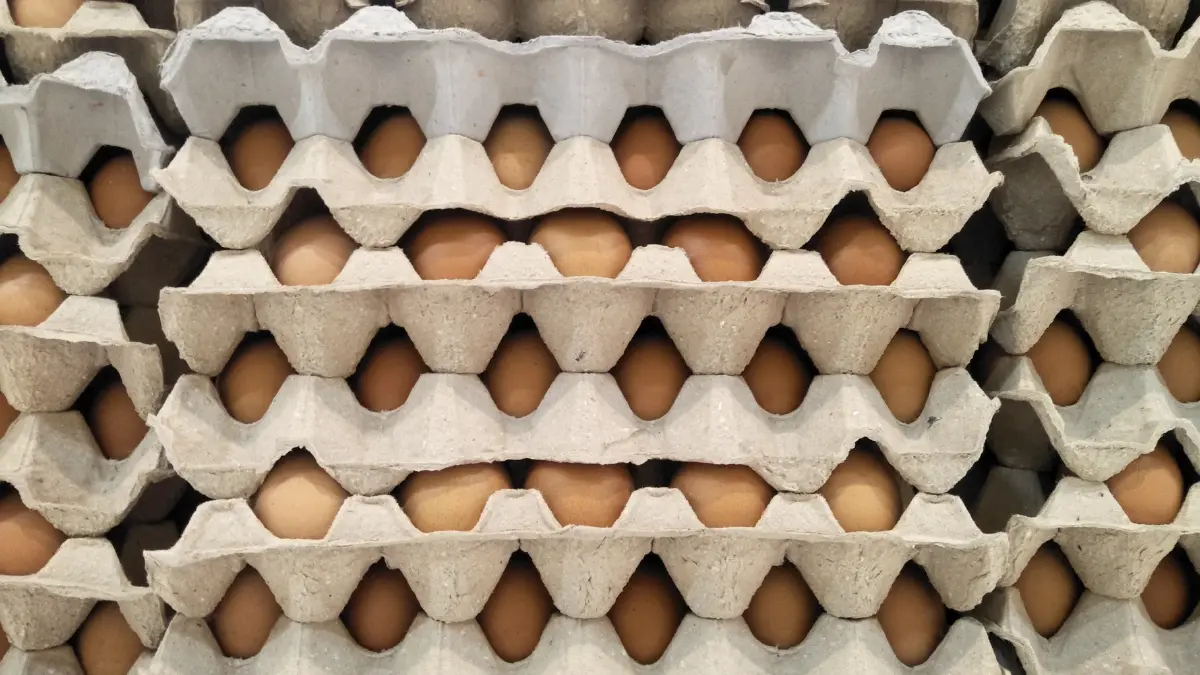 ไข่ไก่ Cage-free เทรนด์ใหม่โลก สหรัฐฯ ปั้นจนเป็นสินค้ามูลค่าสูง