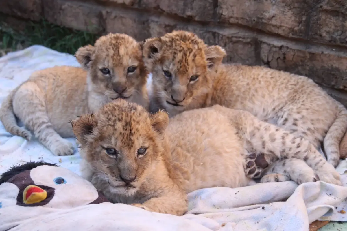 โพลโลกชี้ 70% นักท่องเที่ยวอาจเลี่ยงแอฟริกาใต้ หากฟื้นฟูฟาร์มสิงโตในกรง