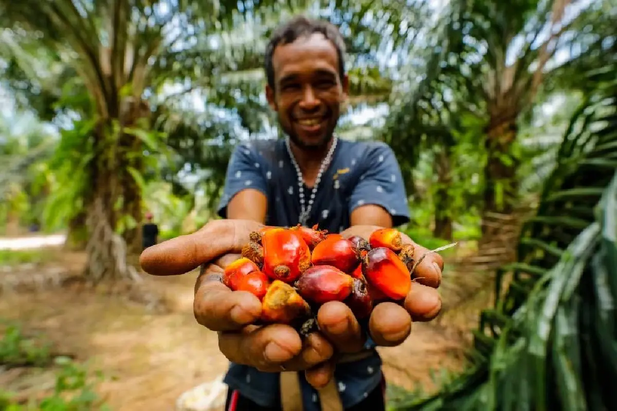 ชุมนุมสหกรณ์ชาวสวนปาล์มกระบี่ พลิกฟื้นทำกำไร 104.5 ล้านบาท หลังได้ทุนสนับสนุนช่วยกู้วิกฤต