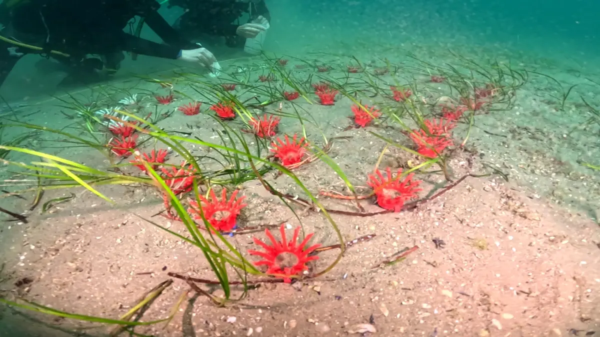 "ไทยยูเนี่ยน" เดินหน้าโครงการฟื้นฟูหญ้าทะเลในอิตาลี ภายใต้ SeaChange®2030