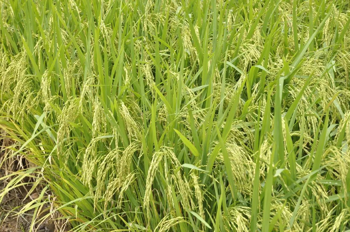 ซีพีเดินหน้าเกษตรยั่งยืน ลดเผา–ลดคาร์บอน ใช้ Traceability สู้ PM2.5