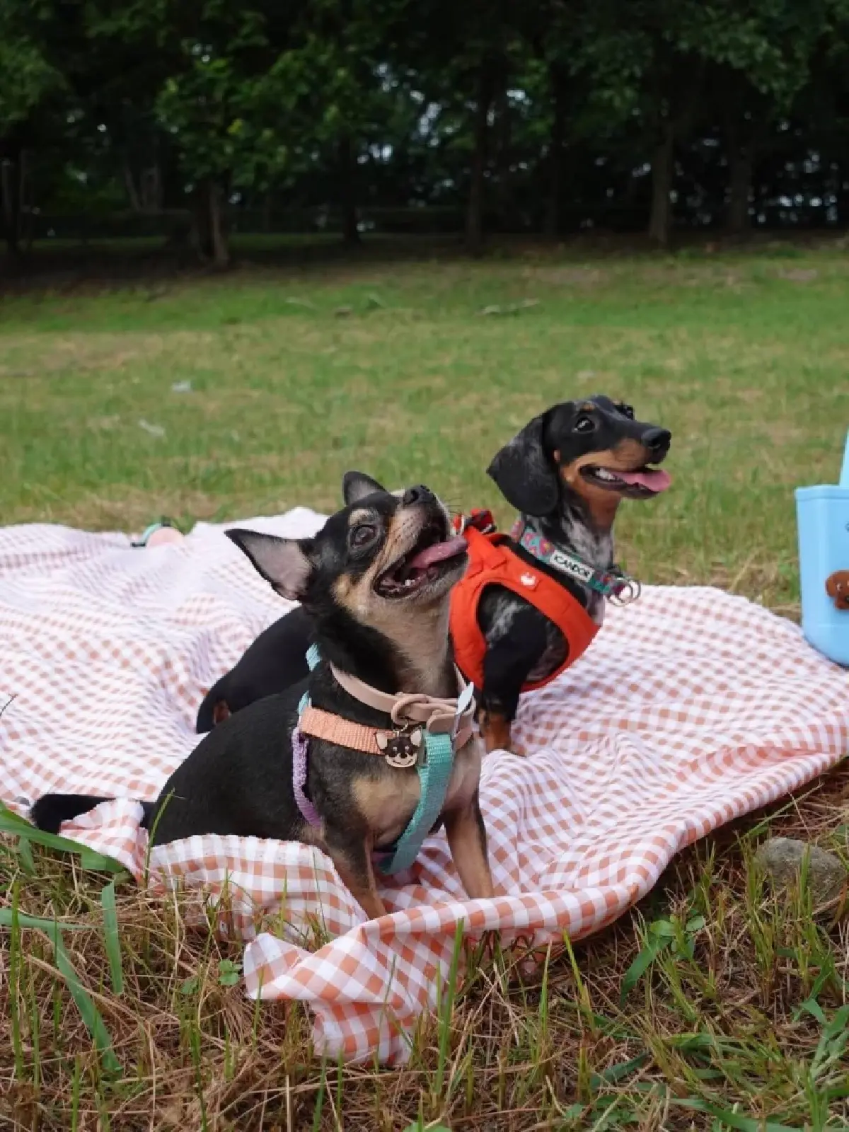 อดีตนักแข่งรถ "มินนี่ ณัฐนิช" ตั้ง "Hund Haus" คลับสุนัขที่ทาสยอมจ่ายหลักแสน