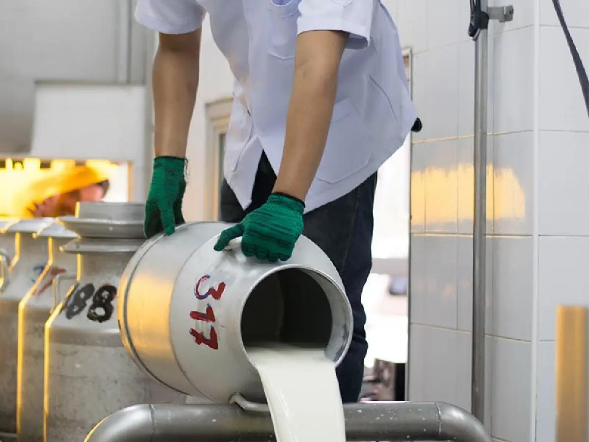 สหกรณ์โคนมกำแพงแสน ทุ่ม 300 ล้าน ผุดโรงงานนมผง แก้ปัญหาน้ำนมล้นตลาด-เพิ่มมูลค่าสินค้า