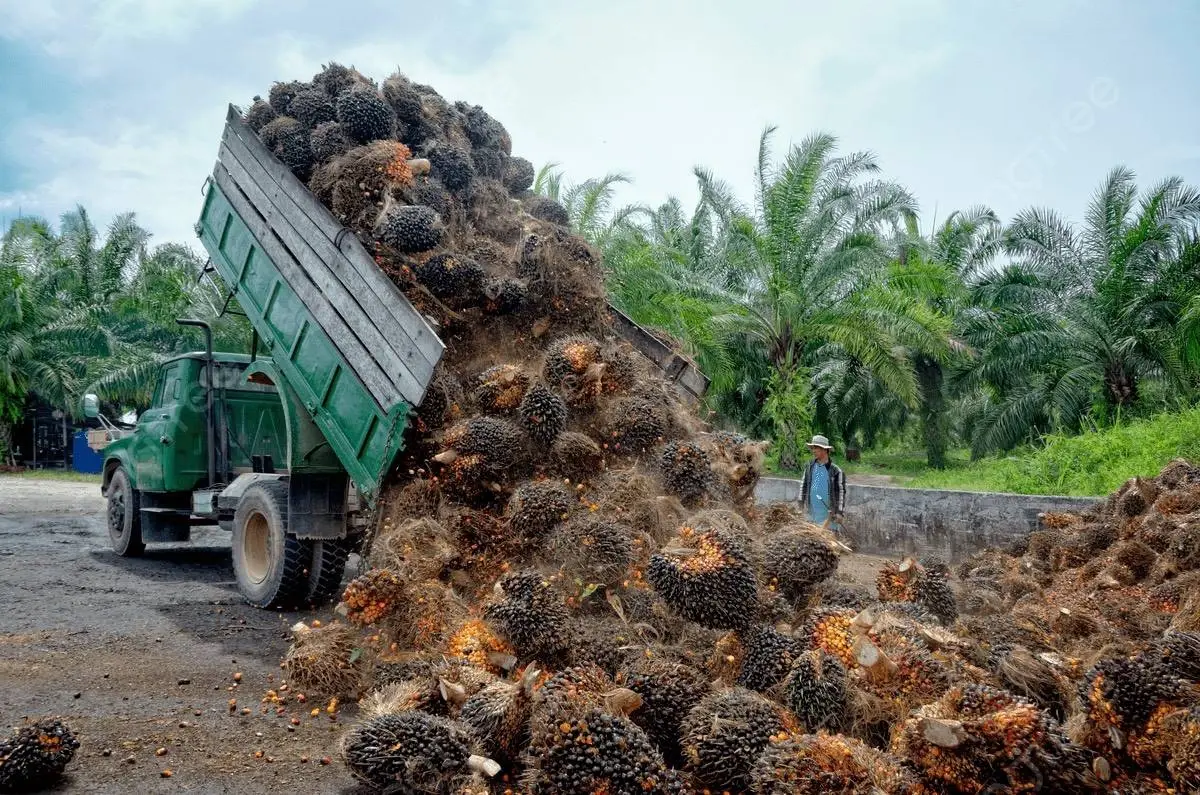 ชุมนุมสหกรณ์ชาวสวนปาล์มกระบี่ พลิกฟื้นทำกำไร 104.5 ล้านบาท หลังได้ทุนสนับสนุนช่วยกู้วิกฤต