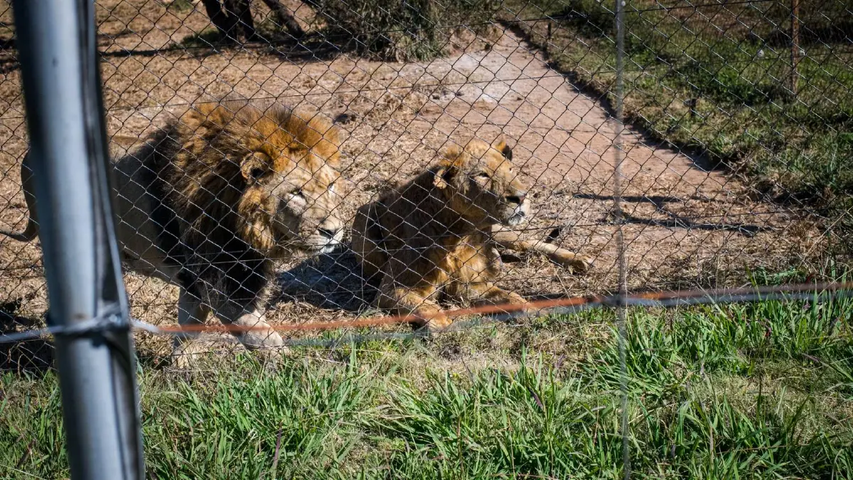 โพลโลกชี้ 70% นักท่องเที่ยวอาจเลี่ยงแอฟริกาใต้ หากฟื้นฟูฟาร์มสิงโตในกรง