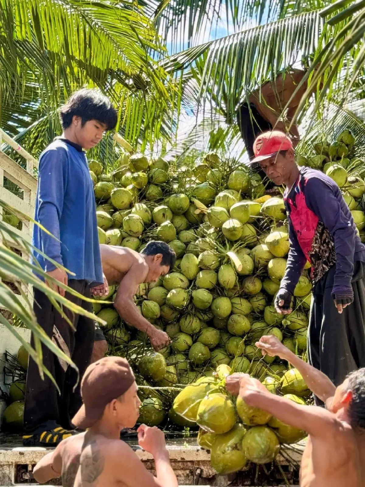สหกรณ์ฯ มะพร้าวน้ำหอมแปลงใหญ่วัดเพลง ต้นแบบความสำเร็จที่ยึดหลัก "ช่วยสมาชิกโดยไม่หวังผลกำไร"