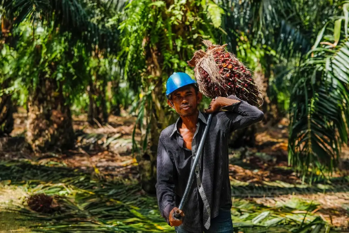 ชุมนุมสหกรณ์ชาวสวนปาล์มกระบี่ พลิกฟื้นทำกำไร 104.5 ล้านบาท หลังได้ทุนสนับสนุนช่วยกู้วิกฤต