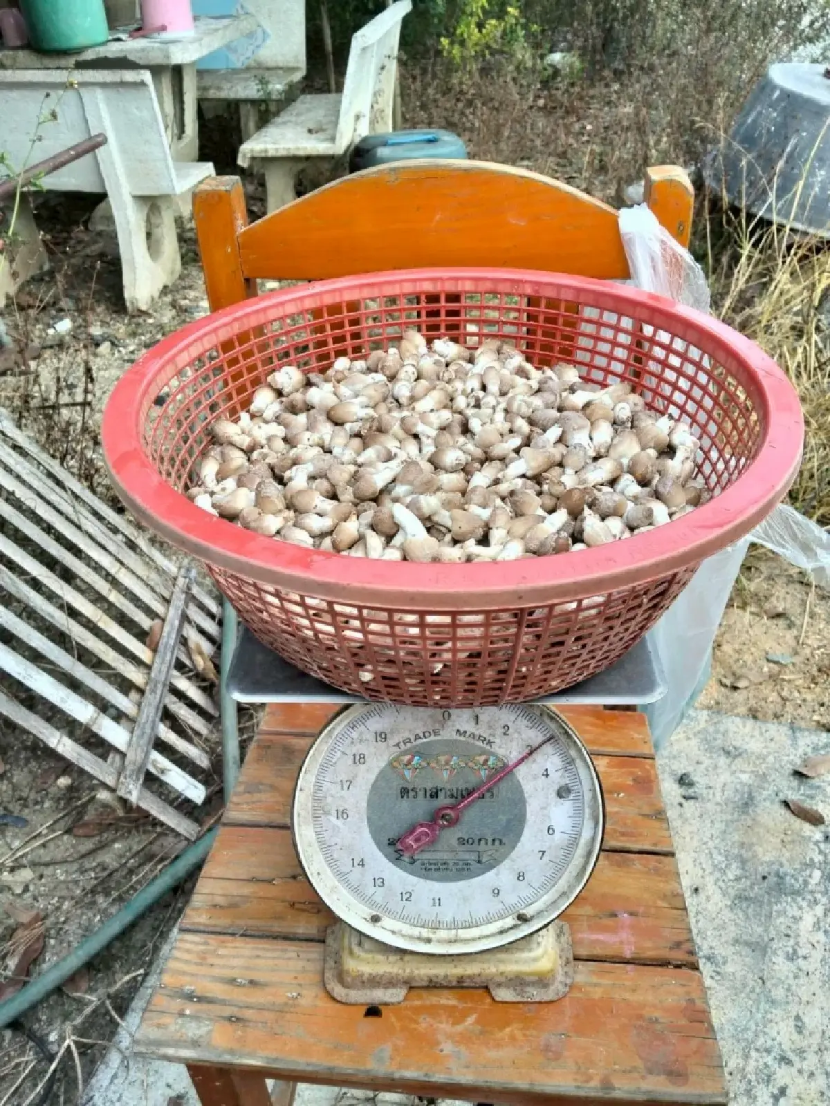 ปั่นจักรยานขายเห็ด ทางเลือกอาชีพชุมชนสู่ความยั่งยืนภาคการเกษตร