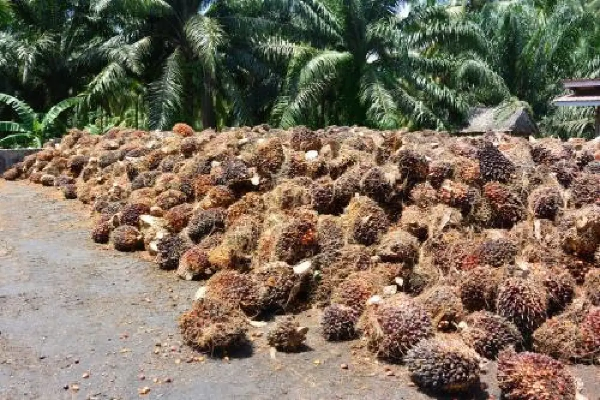 "ค้าภายใน" สั่งคุมเข้มรับซื้อปาล์มหลังสงกรานต์ ลุยเช็กลานเท–โรงงานทันที กันกดราคา