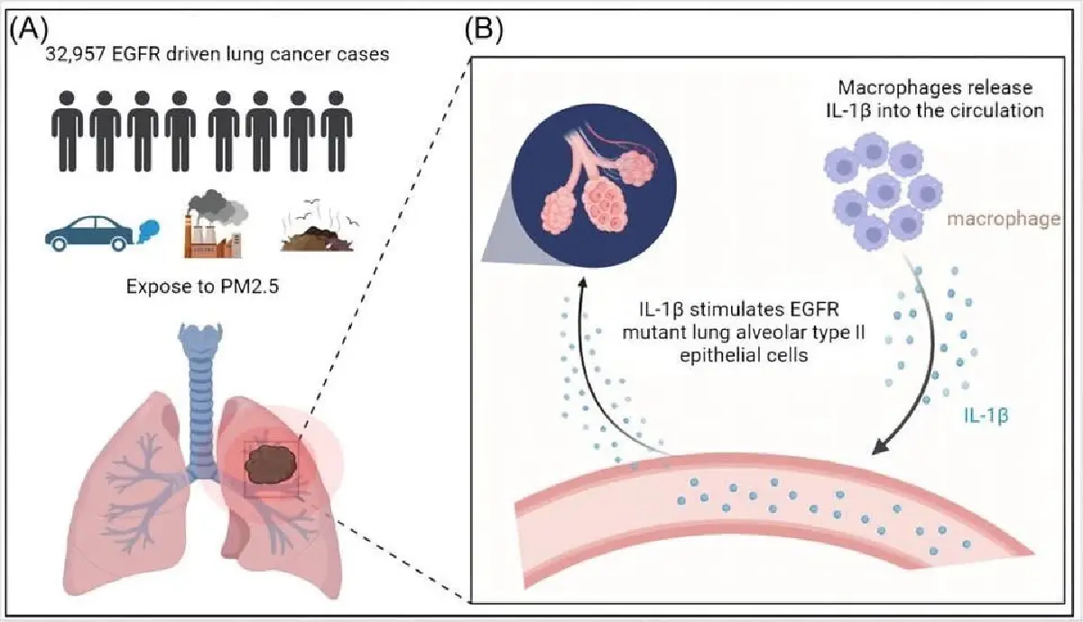 วิกฤตฝุ่นเหนือสะสม เสี่ยงทำเซลล์ปอดกลายพันธุ์-กระตุ้นมะเร็ง
