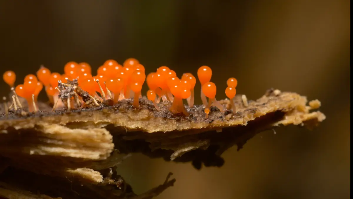 จากขนาดสมองสู่อัลกอริทึม! วิวัฒนาการ 'ความฉลาด' ในห้วงประวัติศาสตร์ของมนุษย์