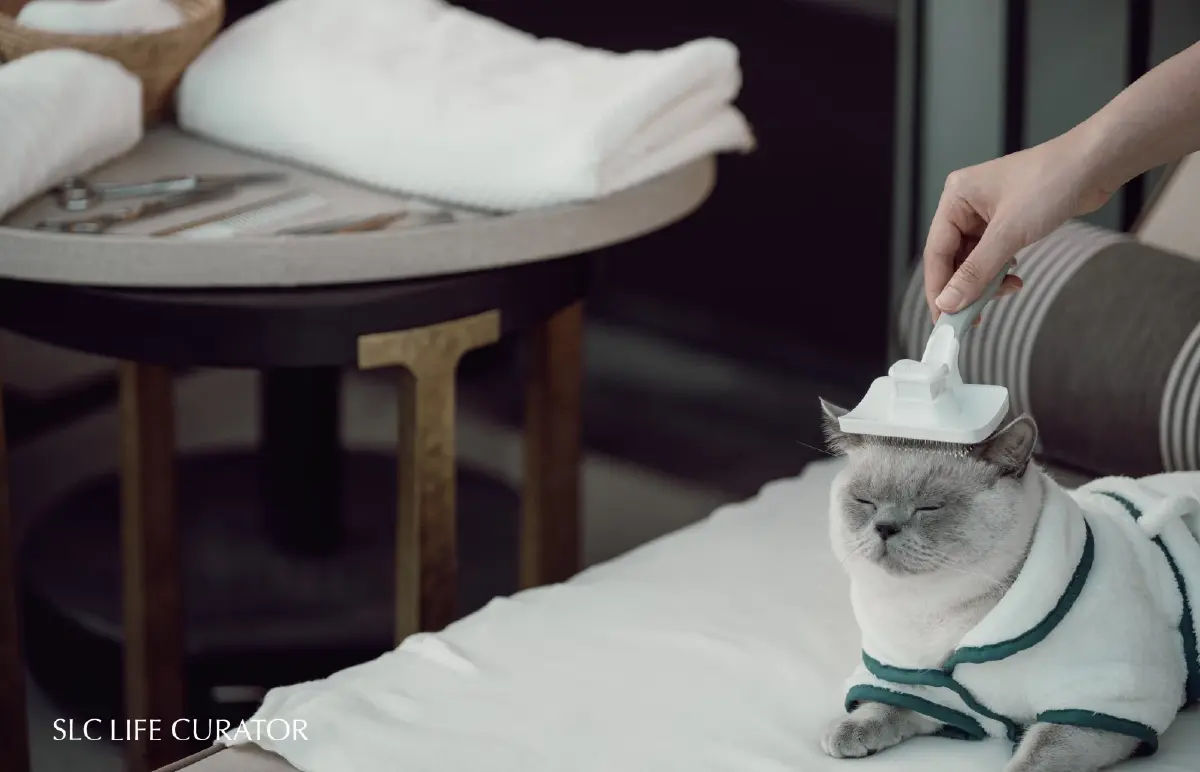 แสนสิริ เปิดตัว ‘SLC Life Curator’ บริการลักซ์ชัวรีใหม่มัดใจกลุ่มมั่งคั่งระดับสูง (UHNWIs) ชูอินไซต์บริการที่ ‘เข้าใจชีวิตจริง’