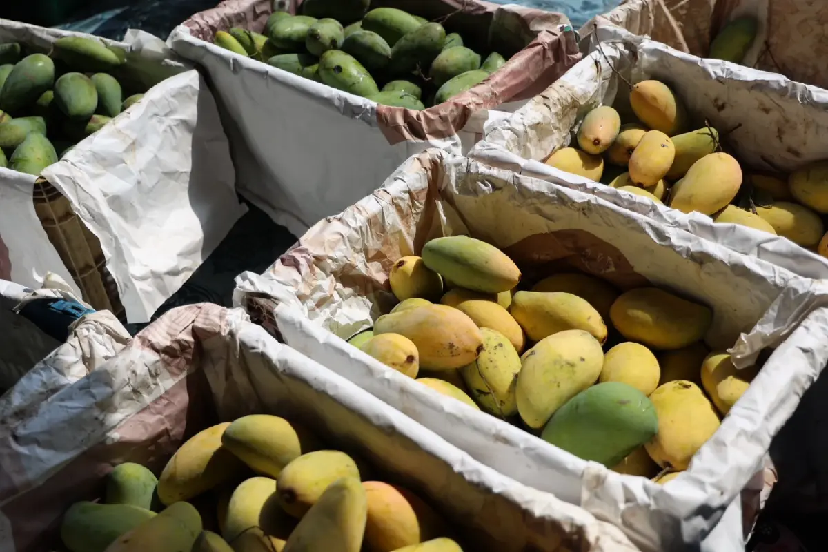 ดอยคำ เร่งรับซื้อ “มะม่วงกวน”แก้ปัญหาราคาตก เพิ่มรายได้เกษตรกรอ่างทอง