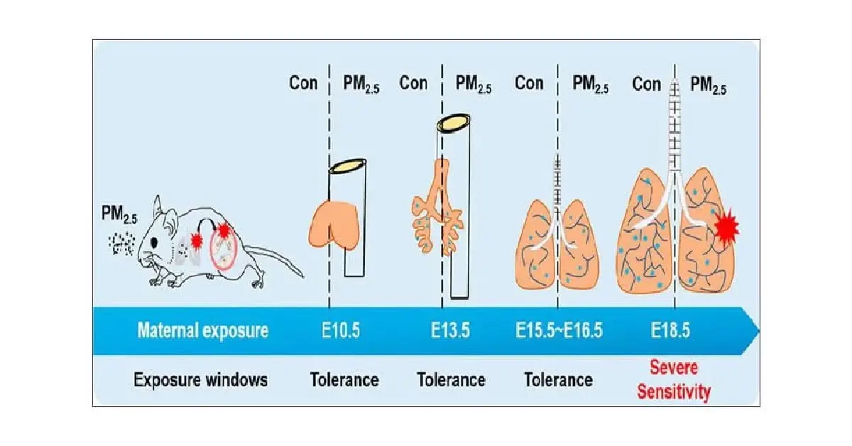 วิกฤตฝุ่นเหนือสะสม เสี่ยงทำเซลล์ปอดกลายพันธุ์-กระตุ้นมะเร็ง