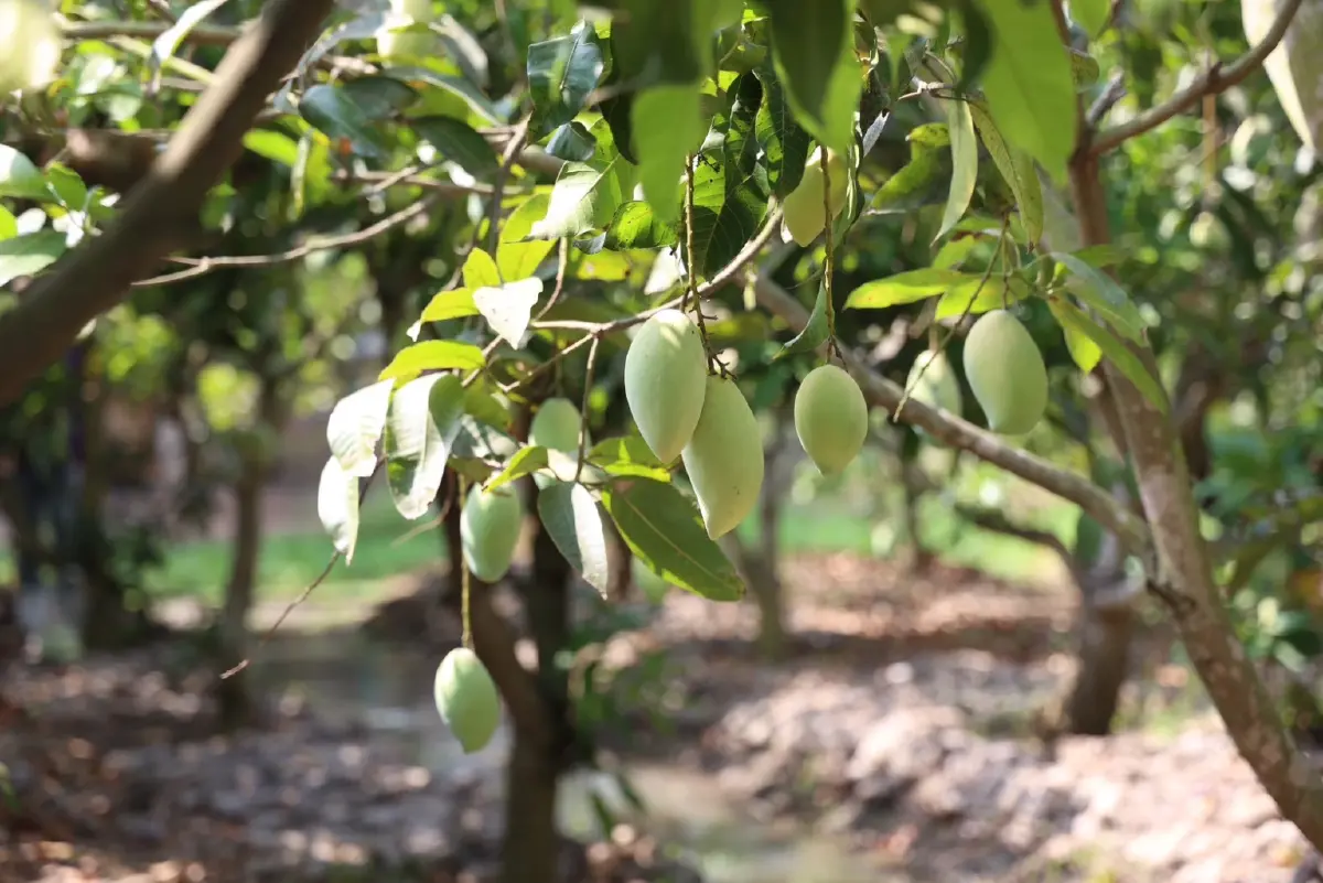 ดอยคำ เร่งรับซื้อ “มะม่วงกวน”แก้ปัญหาราคาตก เพิ่มรายได้เกษตรกรอ่างทอง