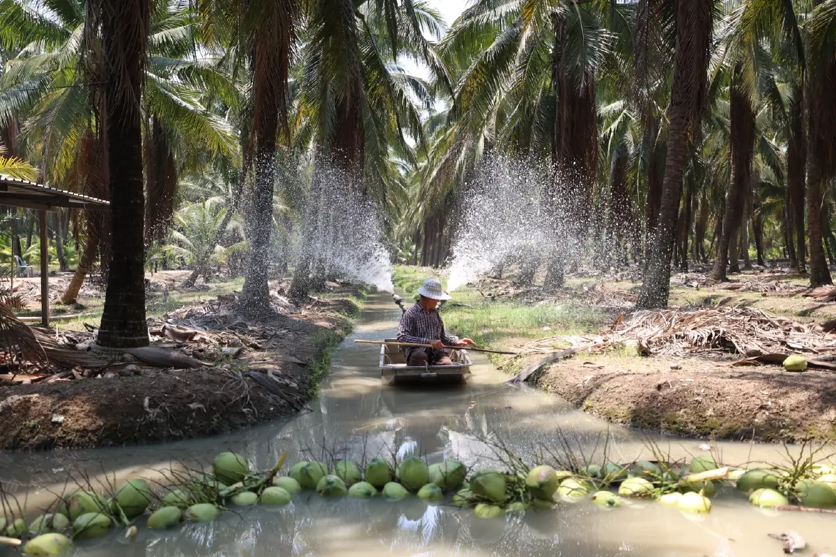 ดอยคำผนึก พี.วาย. ไทยฟรุตรับซื้อมะพร้าวจากเกษตรกรแก้วิกฤตล้นตลาด