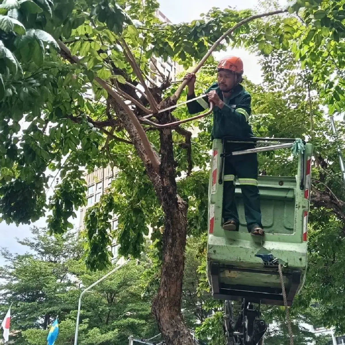 กทม.ลุยเอ็กซเรย์ต้นไม้ใหญ่ทั่วกรุง รับมือพายุฤดูร้อน จัดทีมฉุกเฉิน24ชม.