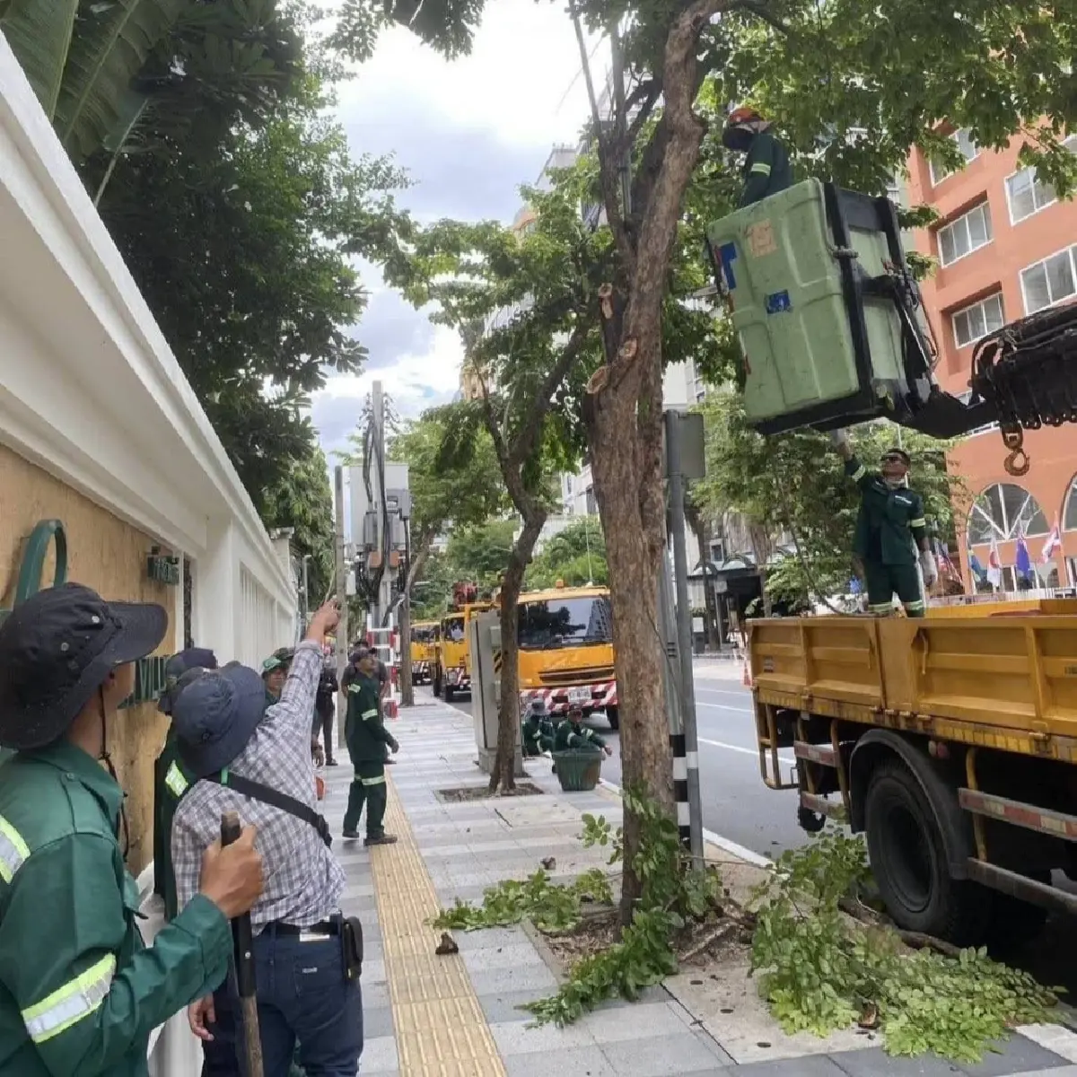 กทม.ลุยเอ็กซเรย์ต้นไม้ใหญ่ทั่วกรุง รับมือพายุฤดูร้อน จัดทีมฉุกเฉิน24ชม.