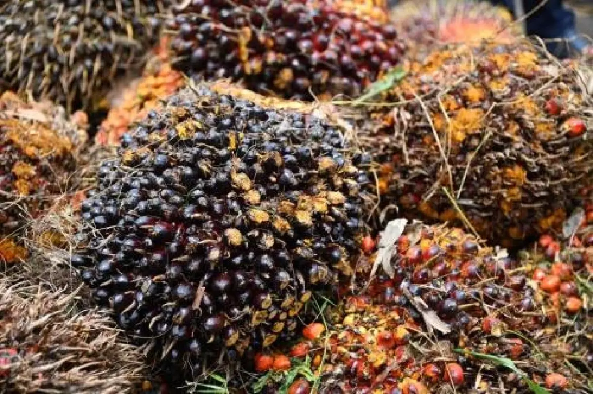 "ค้าภายใน" สั่งคุมเข้มรับซื้อปาล์มหลังสงกรานต์ ลุยเช็กลานเท–โรงงานทันที กันกดราคา